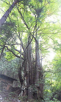 軍刀利神社のカツラ