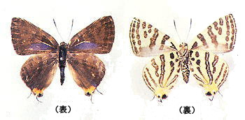 蝶の画像