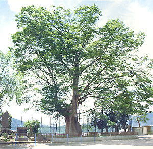 上野原の大ケヤキ