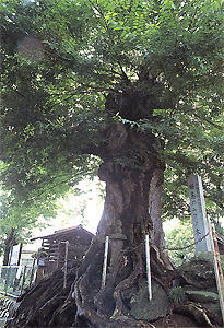 鶴島のムクノキの写真