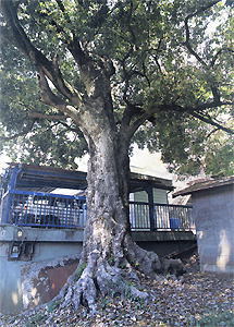 鼓楽神社のウラジロガシの画像