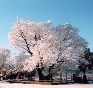 国指定天然記念物上野原大ケヤキの画像