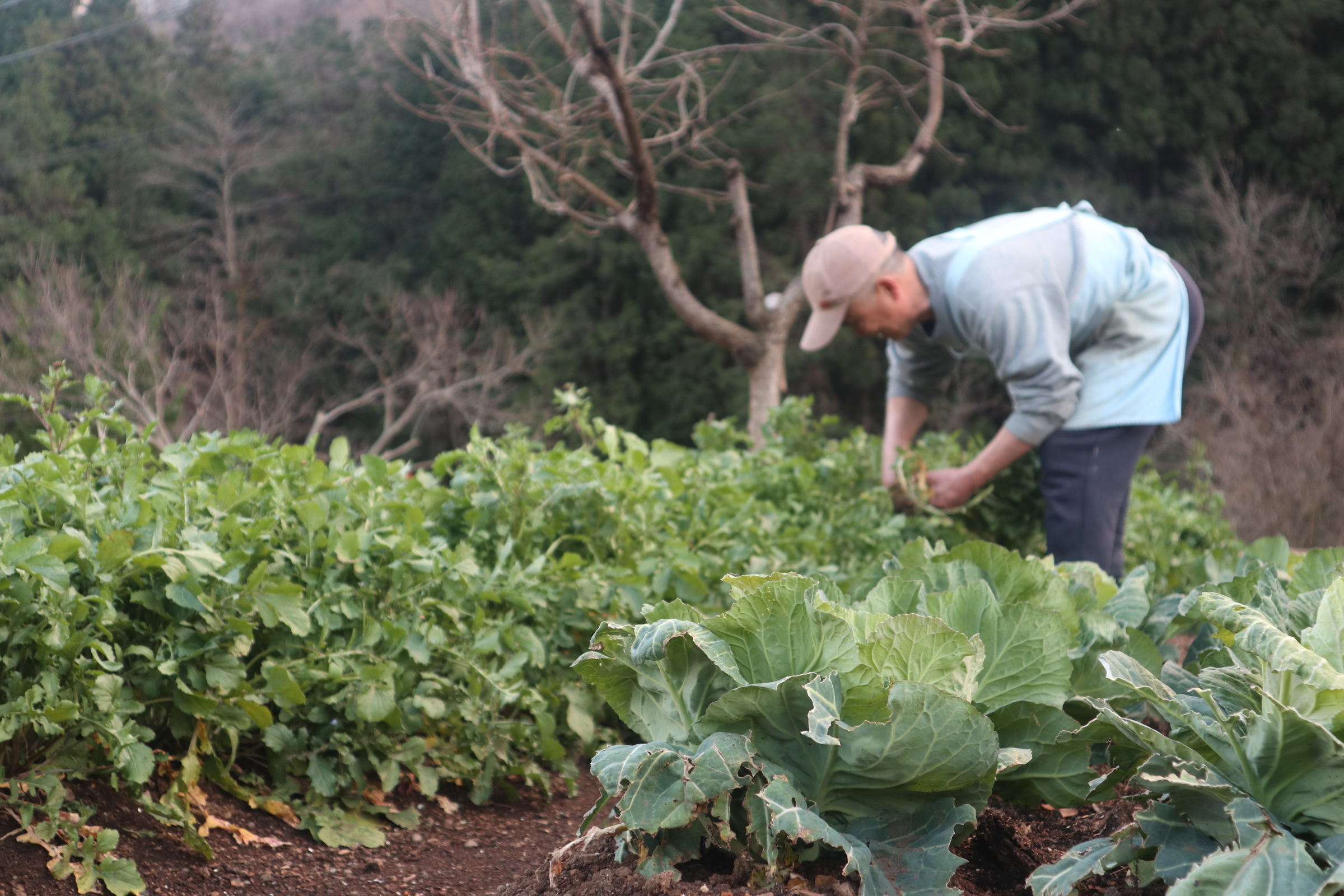 風林亭　畑の写真　手前から奥にかけて緑色の野菜