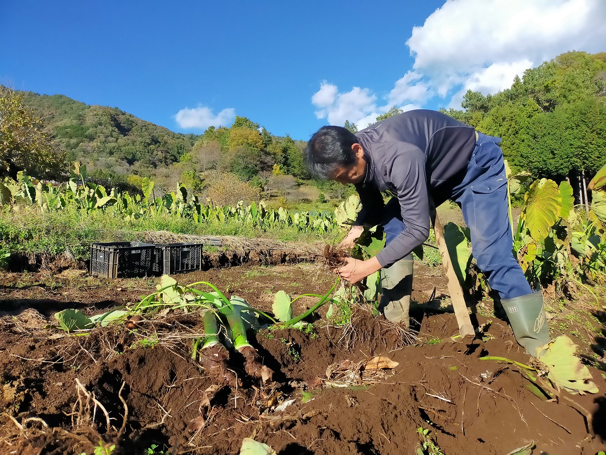 農天氣 小俣 億学さん 農業の作業 芋を掘り、土を落としている様子