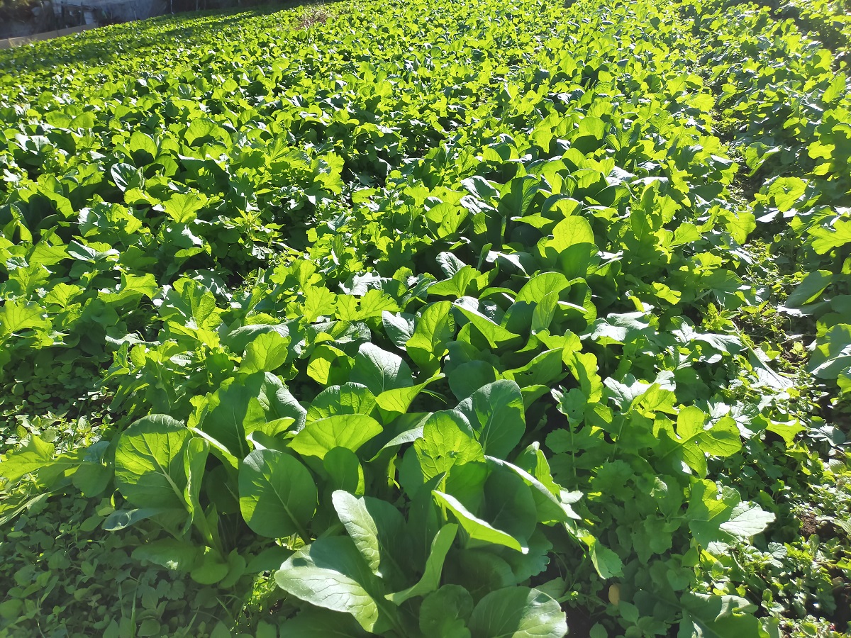 農天氣 風景 野菜