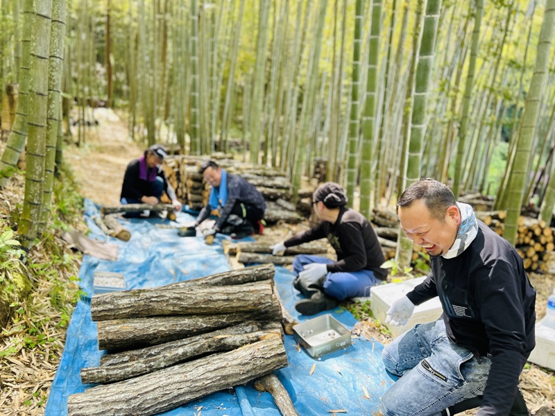 大越路農園　しいたけ　収穫様子