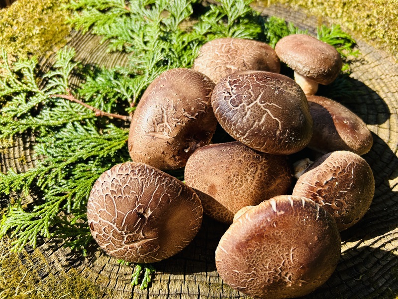 大越路農園　返礼品　原木生しいたけ