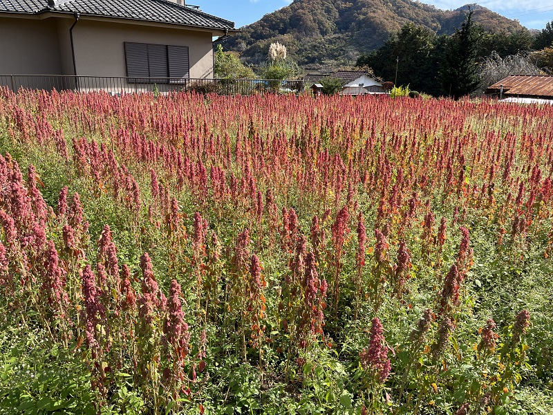 キヌア 栽培の様子　緑色の茎に赤い穂キヌアが畑で栽培されている様子