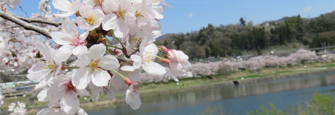 上野原でお花見の画像