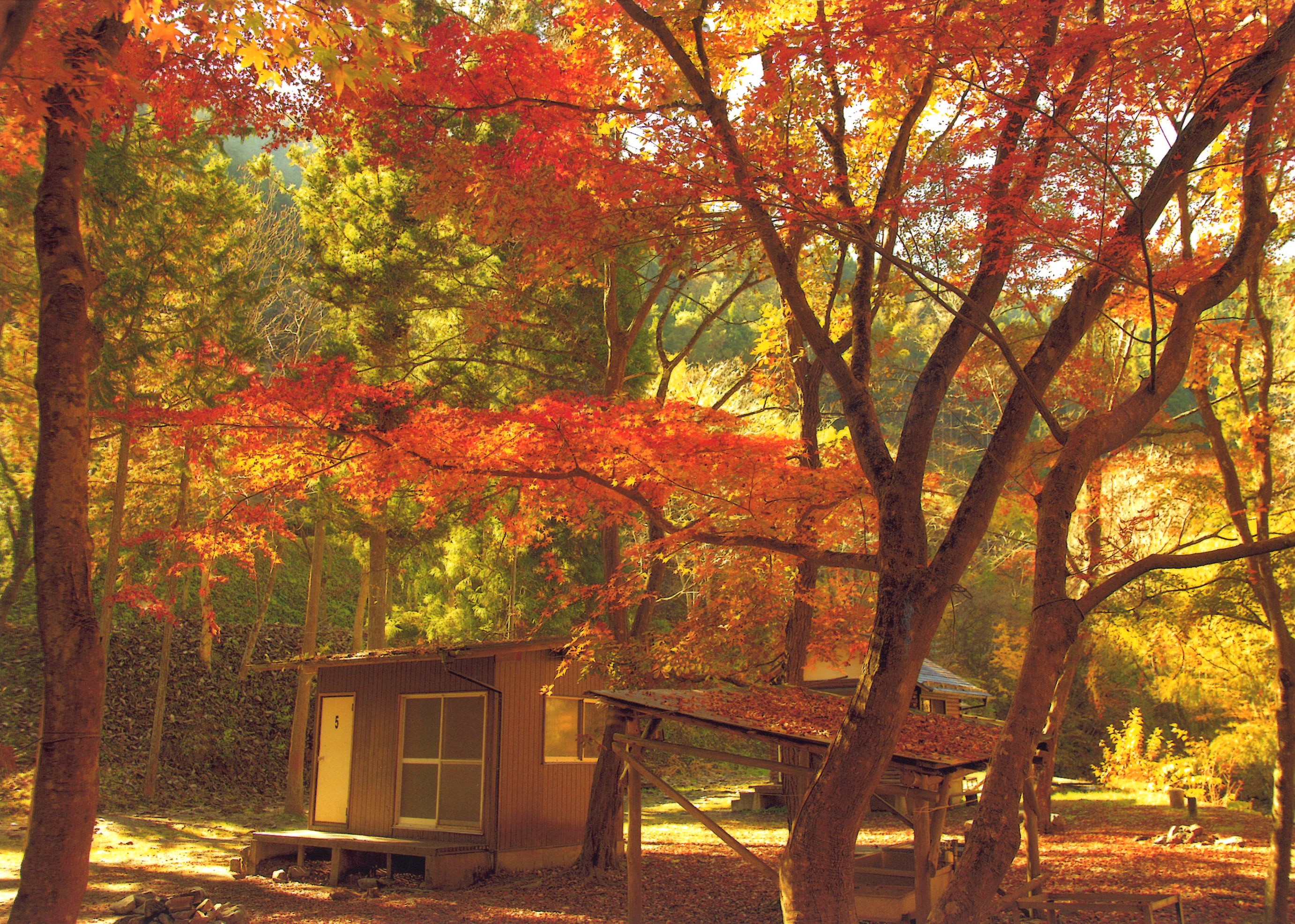 平野田休養村キャンプ場　秋の紅葉