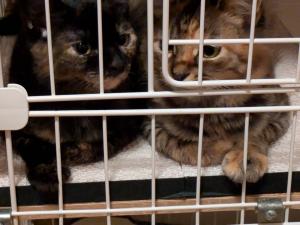 手術が済んだ猫たち１