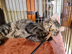 手術が済んだ猫たち2