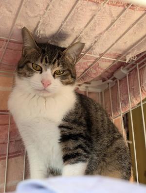 手術が済んだ猫たち3