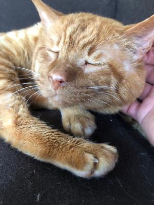 手術が済んだ猫たち4