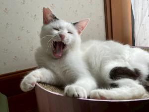 手術が済んだ猫たち5