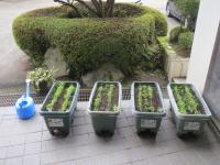 長かぶ発芽２