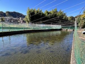 桂川漁業協同組合　養殖池の様子